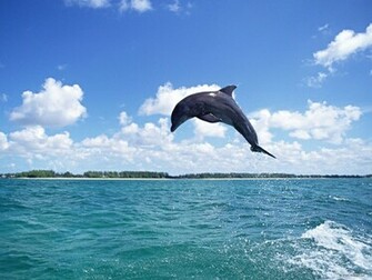 Wallpaper Animal Dolphin