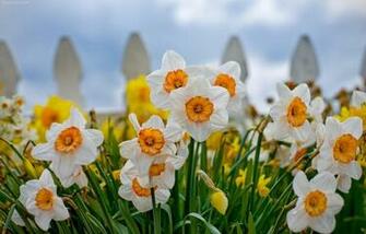 Daffodils Flowers