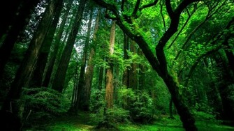 Natural Green Forest Wallpaper HD