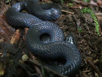 Black Mamba Wallpaper HD And Pictures