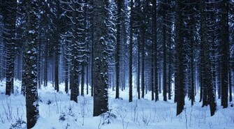 Snowy Forest By Artwork Production