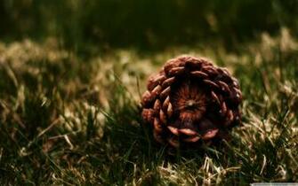 Pine Cone Wallpaper