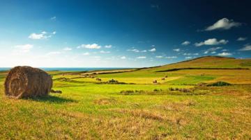Meadow Background Image HD Wallpaper