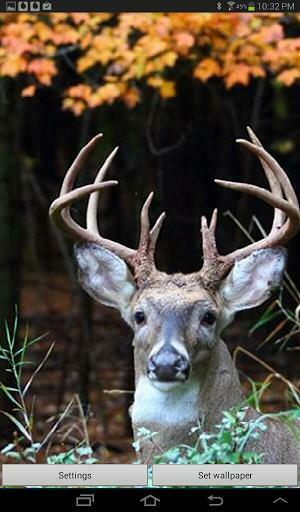 Whitetail Deer Wallpaper For iPhone Animated HD App