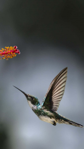 Bird iPhone Wallpaper