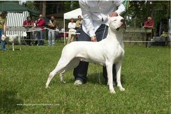 Dogo Argentino Wallpaper HD