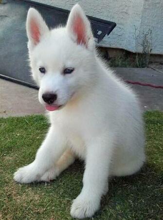 Luka The Siberian Husky Puppies Daily Puppy