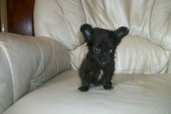 Black And White Chihuahua Puppies Pets Uk Pet