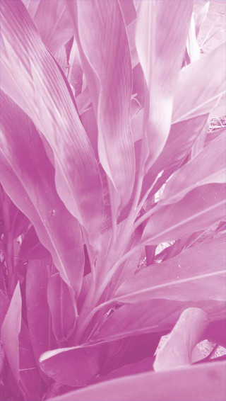 iPhone Pink Aesthetic Wallpaper