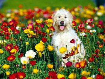 Wallpaper Dogs Desktop