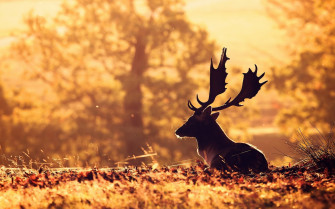 Deer HD Animals 4k Wallpaper Image Photos And Picture