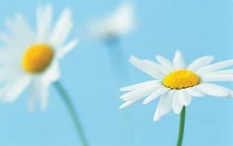 White Daisies Flower Wallpaper Windows