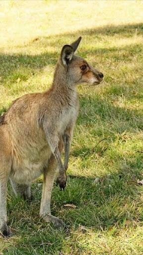 Baby Kangaroo Wallpaper App