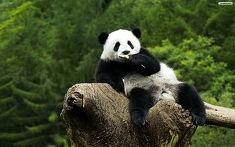 Panda Wallpaper HD Background Cool Walldiskpaper