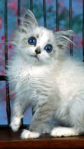 Cute Cat iPhone Wallpaper