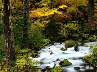 Reality Life Wildlife Wallpaper Desktop