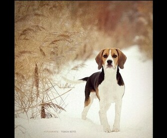 Beagle Wallpaper
