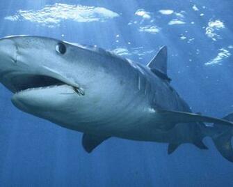 High Definition Wallpaper Photo Shark Html