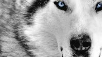 Wolf Wallpaper Wolves