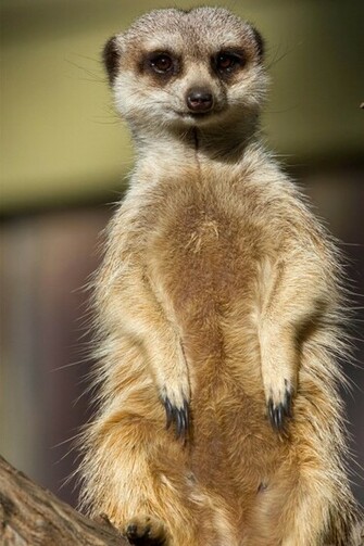 Meerkat HD Wallpaper High Definition iPhone