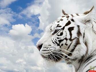 Beautiful HD Siberian Tiger Wallpaper E Entertainment