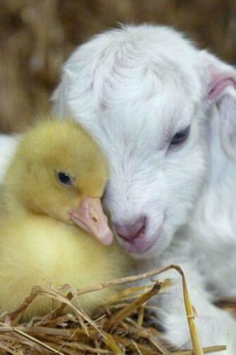 Pictures Of The Cutest Animals Cute Animal