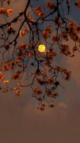 Aesthetic Fall HD Wallpaper For iPhone