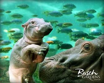 Hippo Wallpaper Hippos