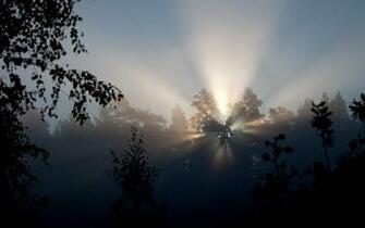 Wallpaper V Jpeg Dawn In The Forest Vt