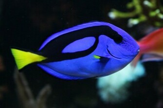 Blue Tang Fish Wallpaper Fun Animals Wiki Videos Pictures