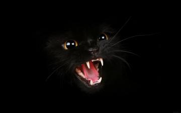 Salem The Black Cat HD Wallpaper