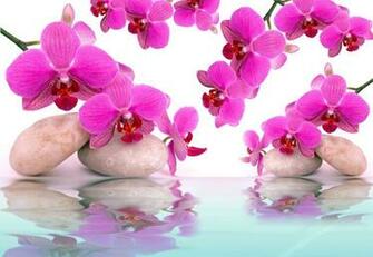 Pink Orchids HD Wallpaper Background Image Id