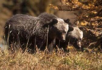 3d Nature Wallpaper Grizzly Bears Pictures Pics Of