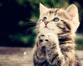Cute Cat Wallpaper Screensaver Pre Id