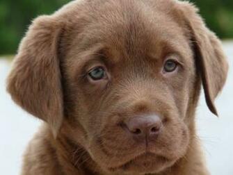 Chocolate Lab Puppy Eyes Labradors Picture