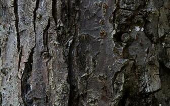 Fantastic HD Tree Bark Wallpaper HDwallsource