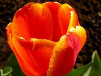 Url Wallpaper Leovacity Be Flowers Html