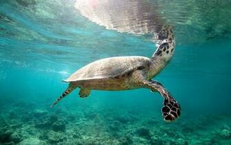 Water Tortoise Wallpaper HD Baltana