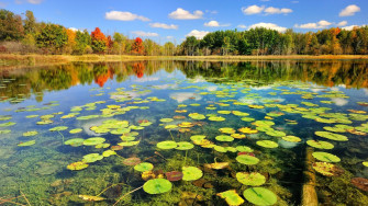 Pond Wallpaper iPad