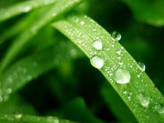 Wet Leaf Wallpaper Stock Photos