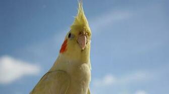 Cockatiel Wallpaper Background