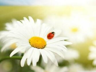 Colors Image White Daisy Wallpaper Photos