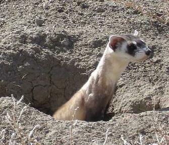 Wildlife Fund Black Footed Ferret Plush Animal HD Wallpaper