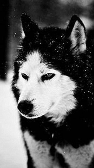 Black Wolf Wallpaper iPhone