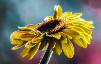 Wallpaper Sunflower Petals Macro Flowers