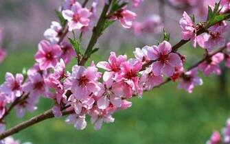 Beautiful Flowers HD Wallpaper Amazing