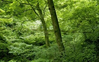 Japan Nature Wallpaper Desktop