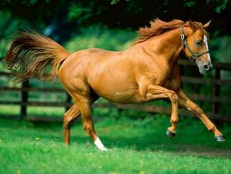 Beautiful Running Animal Wallpaper2014