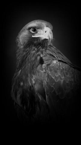 Ha M Z A On Black Wallpaper Animal Animals