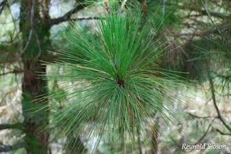 Pine Trees Widescreen Wallpaper